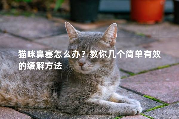 猫咪鼻塞怎么办？教你几个简单有效的缓解方法