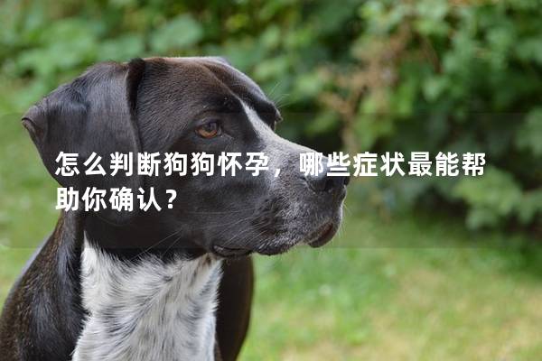 怎么判断狗狗怀孕，哪些症状最能帮助你确认？