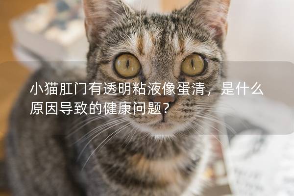 小猫肛门有透明粘液像蛋清，是什么原因导致的健康问题？