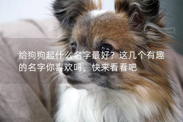 给狗狗起什么名字最好？这几个有趣的名字你喜欢吗，快来看看吧