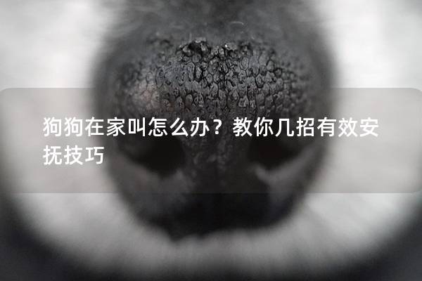 狗狗在家叫怎么办？教你几招有效安抚技巧