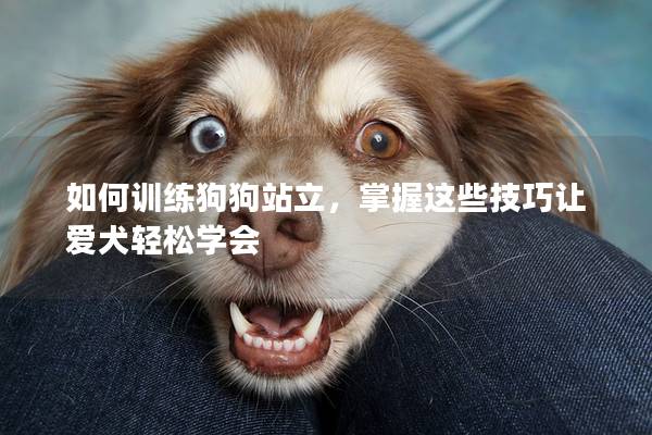 如何训练狗狗站立，掌握这些技巧让爱犬轻松学会