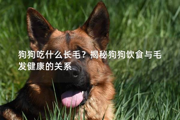 狗狗吃什么长毛？揭秘狗狗饮食与毛发健康的关系