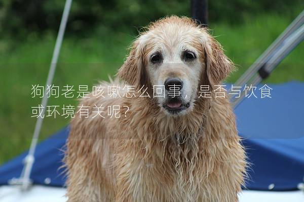 狗狗老是咳嗽怎么回事，是否与饮食或环境有关呢？