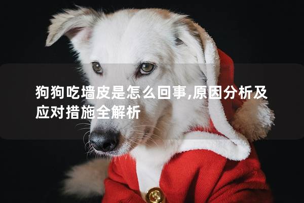 狗狗吃墙皮是怎么回事,原因分析及应对措施全解析