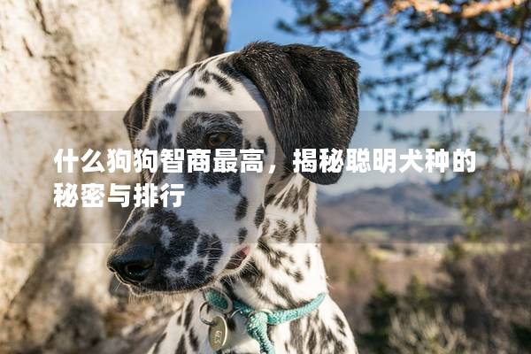 什么狗狗智商最高，揭秘聪明犬种的秘密与排行