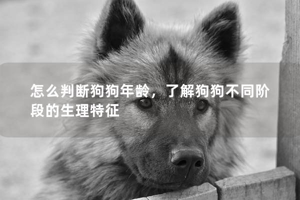 怎么判断狗狗年龄，了解狗狗不同阶段的生理特征