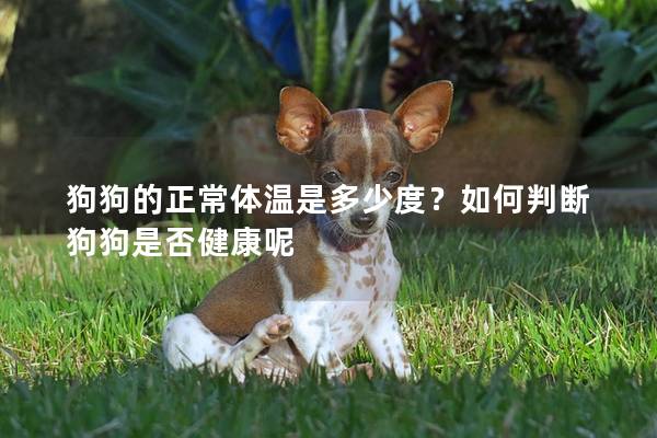 狗狗的正常体温是多少度？如何判断狗狗是否健康呢