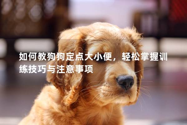 如何教狗狗定点大小便，轻松掌握训练技巧与注意事项