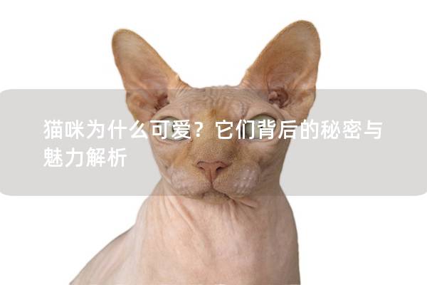 猫咪为什么可爱？它们背后的秘密与魅力解析