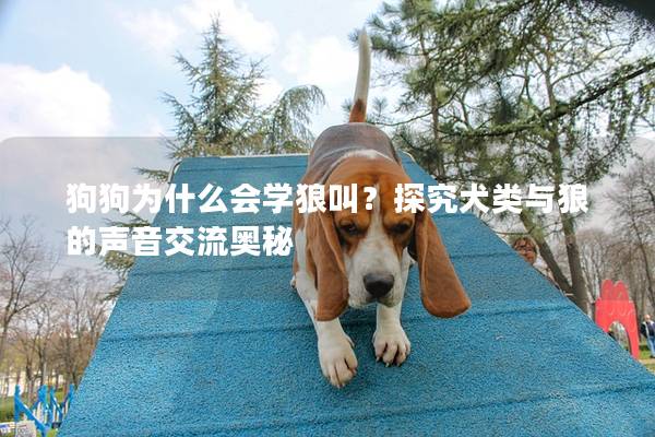狗狗为什么会学狼叫？探究犬类与狼的声音交流奥秘