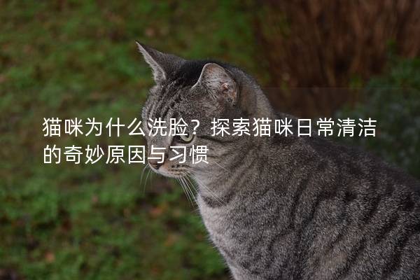 猫咪为什么洗脸？探索猫咪日常清洁的奇妙原因与习惯