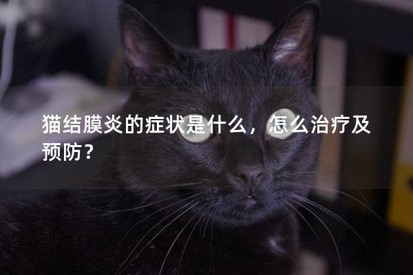 猫结膜炎的症状是什么，怎么治疗及预防？