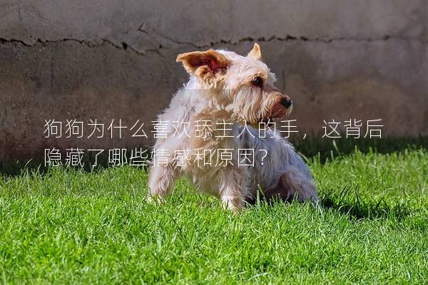 狗狗为什么喜欢舔主人的手，这背后隐藏了哪些情感和原因？