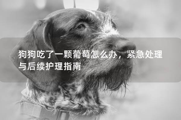狗狗吃了一颗葡萄怎么办，紧急处理与后续护理指南