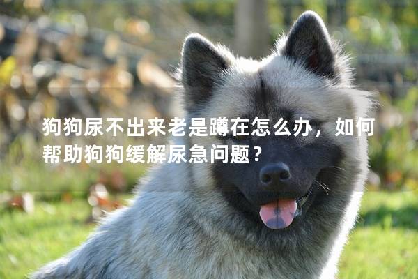 狗狗尿不出来老是蹲在怎么办，如何帮助狗狗缓解尿急问题？