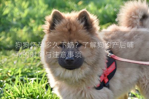 狗狗怀孕多久下奶？了解狗狗产后哺乳的时间与注意事项