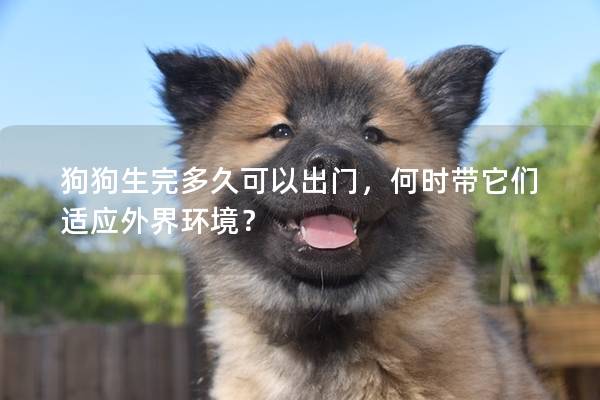 狗狗生完多久可以出门，何时带它们适应外界环境？