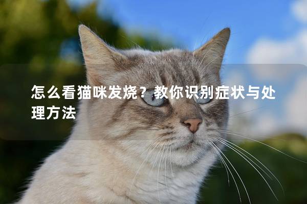 怎么看猫咪发烧？教你识别症状与处理方法