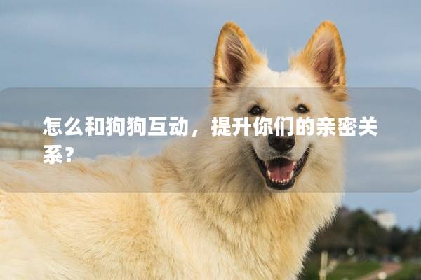 怎么和狗狗互动，提升你们的亲密关系？