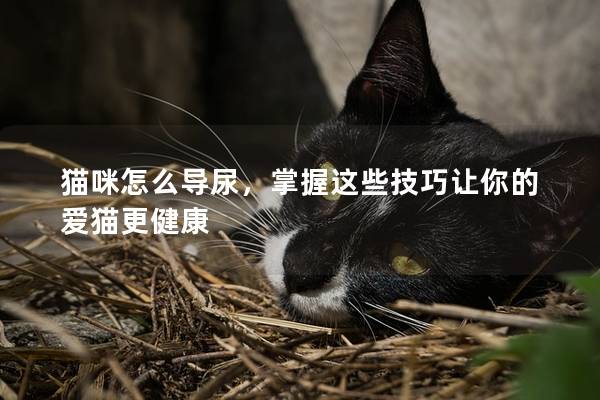猫咪怎么导尿，掌握这些技巧让你的爱猫更健康
