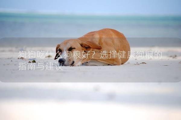 狗狗吃什么狗粮好？选择健康狗粮的指南与建议