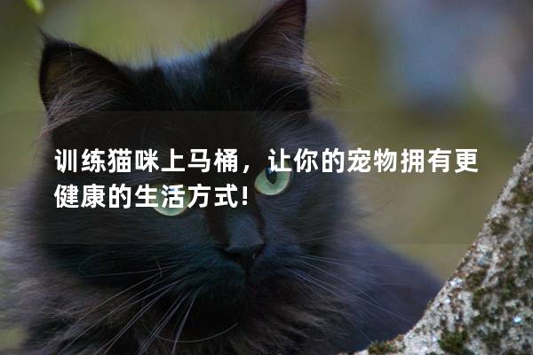 训练猫咪上马桶，让你的宠物拥有更健康的生活方式!