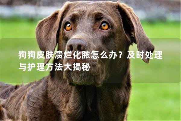 狗狗皮肤溃烂化脓怎么办？及时处理与护理方法大揭秘