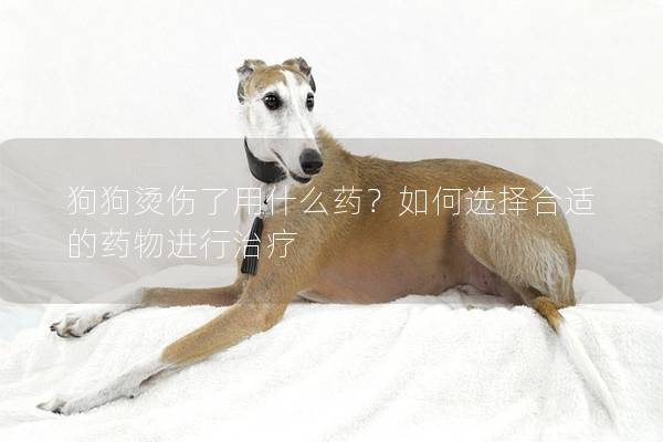 狗狗烫伤了用什么药？如何选择合适的药物进行治疗