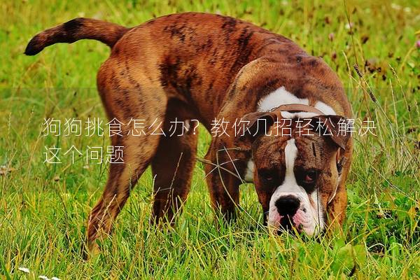 狗狗挑食怎么办？教你几招轻松解决这个问题