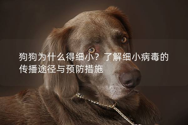 狗狗为什么得细小？了解细小病毒的传播途径与预防措施