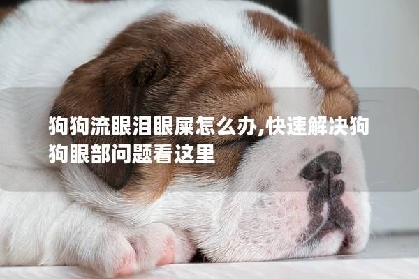狗狗流眼泪眼屎怎么办,快速解决狗狗眼部问题看这里