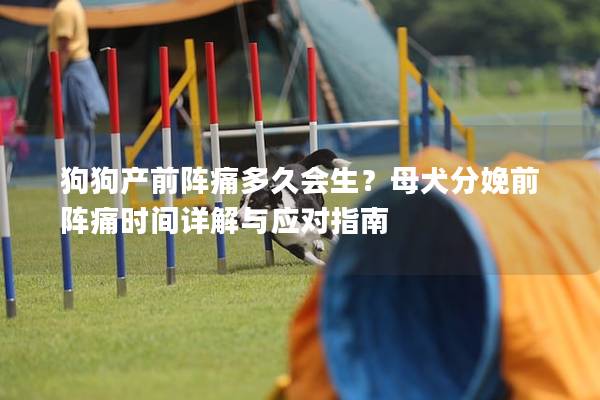 狗狗产前阵痛多久会生？母犬分娩前阵痛时间详解与应对指南