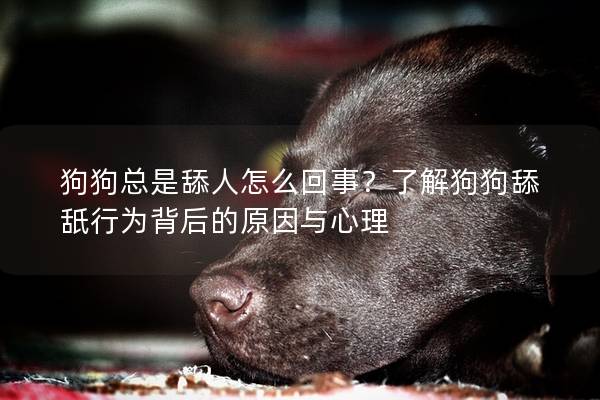 狗狗总是舔人怎么回事？了解狗狗舔舐行为背后的原因与心理