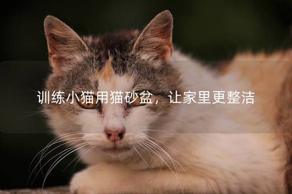 训练小猫用猫砂盆，让家里更整洁