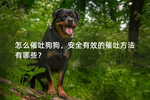 怎么催吐狗狗，安全有效的催吐方法有哪些？