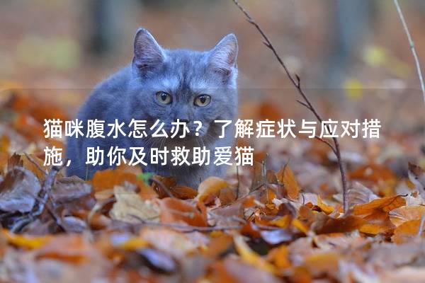 猫咪腹水怎么办？了解症状与应对措施，助你及时救助爱猫