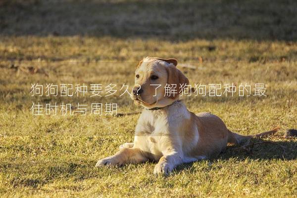 狗狗配种要多久？了解狗狗配种的最佳时机与周期