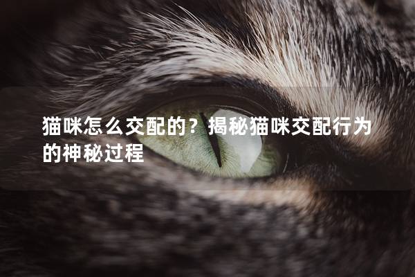 猫咪怎么交配的？揭秘猫咪交配行为的神秘过程