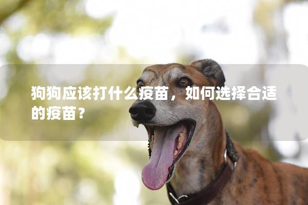 狗狗应该打什么疫苗，如何选择合适的疫苗？