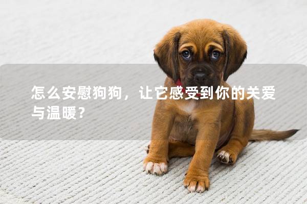 怎么安慰狗狗，让它感受到你的关爱与温暖？