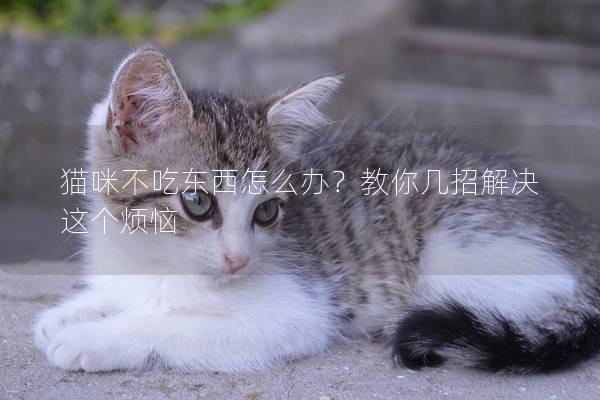 猫咪不吃东西怎么办？教你几招解决这个烦恼