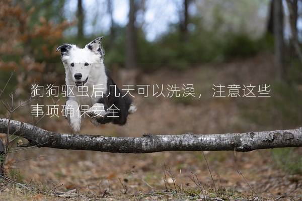狗狗驱虫后几天可以洗澡，注意这些事项确保安全