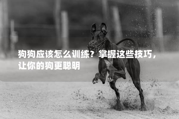 狗狗应该怎么训练？掌握这些技巧，让你的狗更聪明