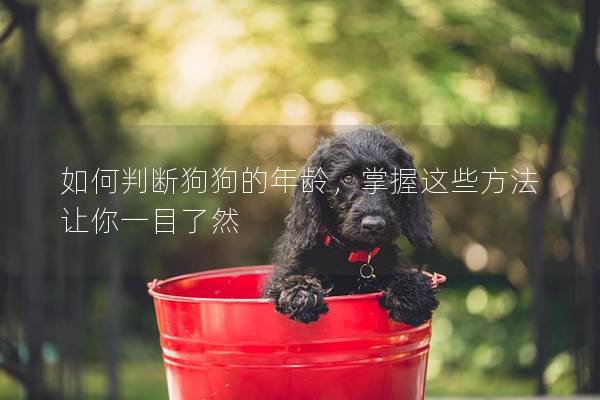 如何判断狗狗的年龄，掌握这些方法让你一目了然