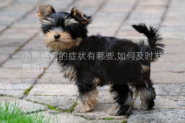 小狗感冒的症状有哪些,如何及时发现治疗