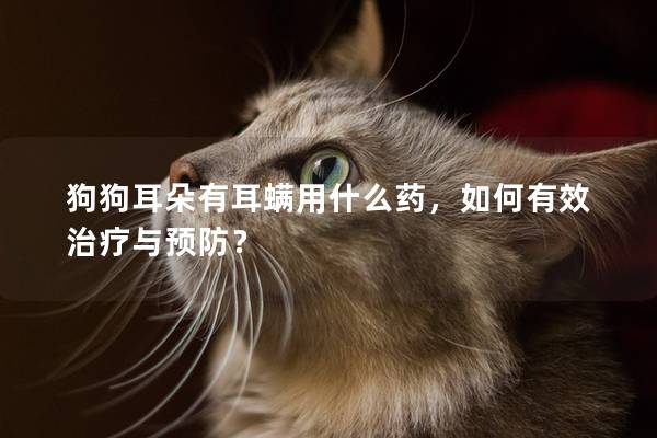 狗狗耳朵有耳螨用什么药，如何有效治疗与预防？
