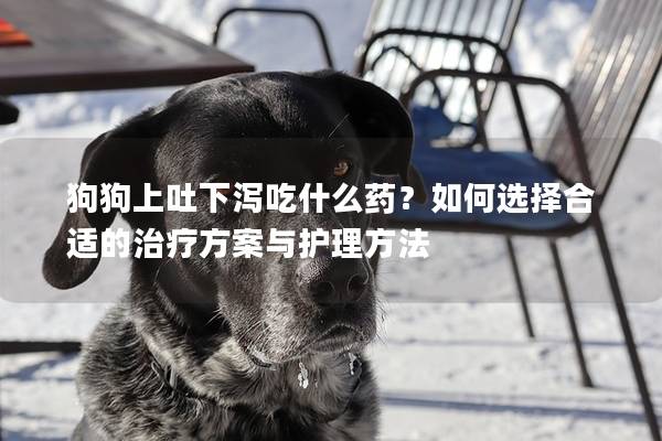 狗狗上吐下泻吃什么药？如何选择合适的治疗方案与护理方法