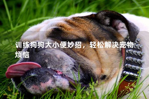 训练狗狗大小便妙招，轻松解决宠物烦恼
