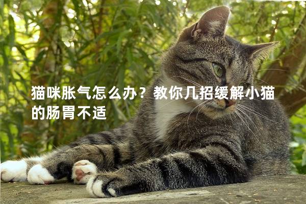 猫咪胀气怎么办？教你几招缓解小猫的肠胃不适